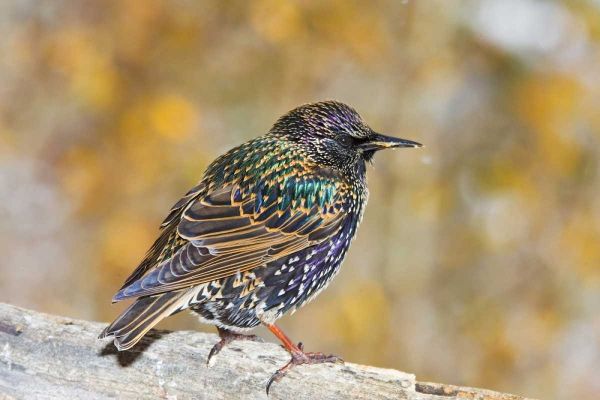 CO, Frisco European starling standing on log